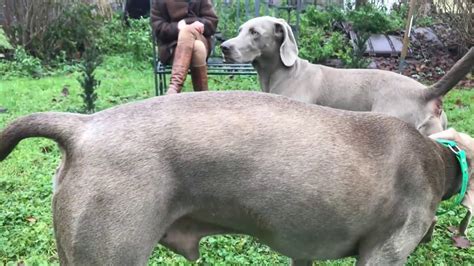 mensch hunde paarung video|hundehochzeit verpaarung beim hund.